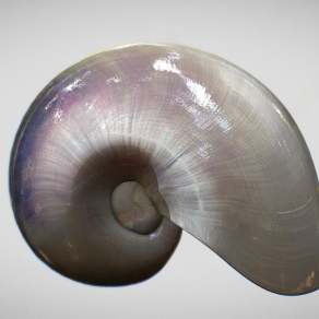 现代鹦鹉螺3D模型下载